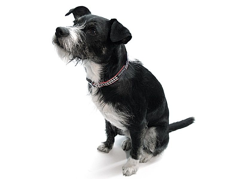 dogma_littlepepi_hb_hund