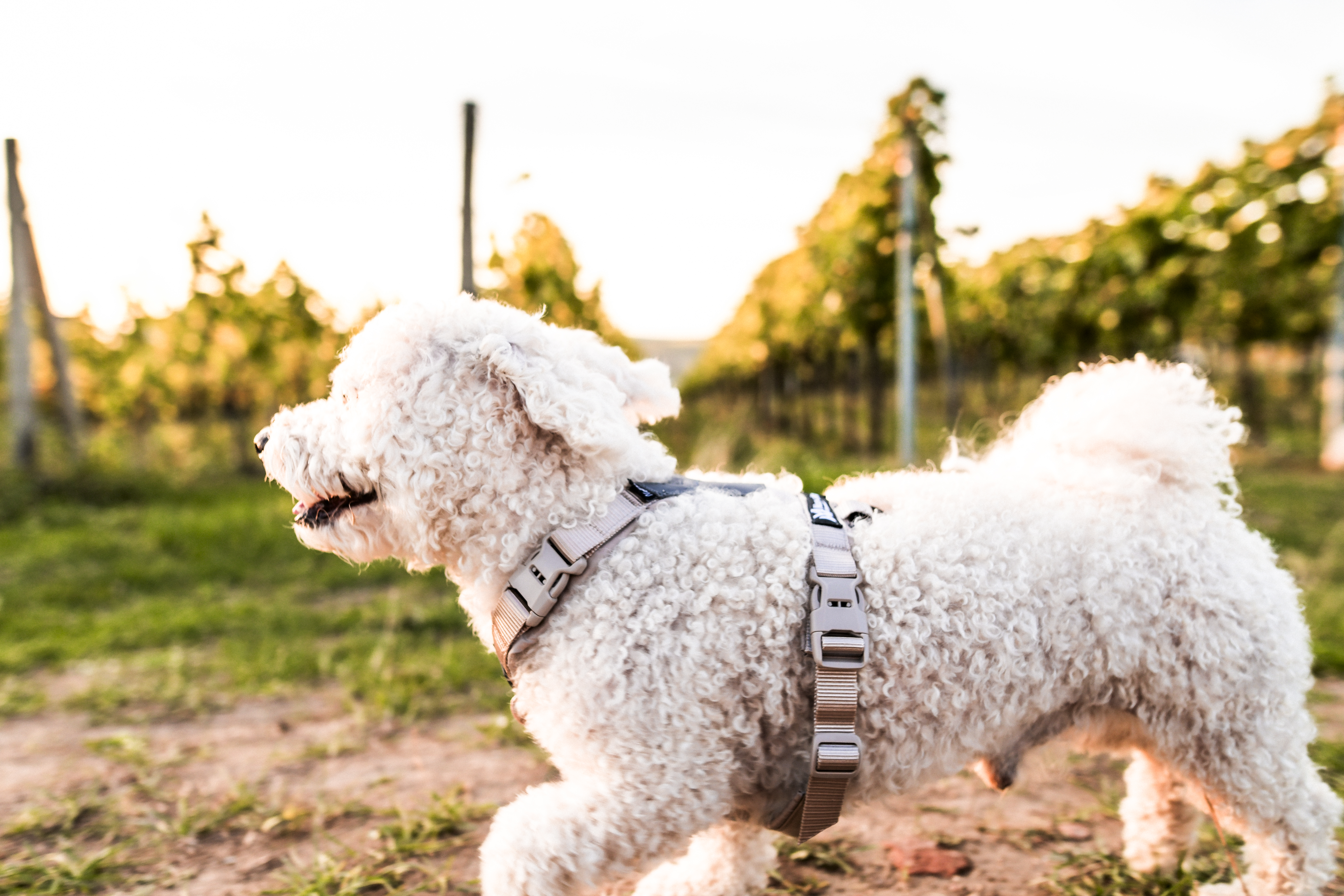 Non-stop dogwear Trekking line harness CLIP'N, Sand