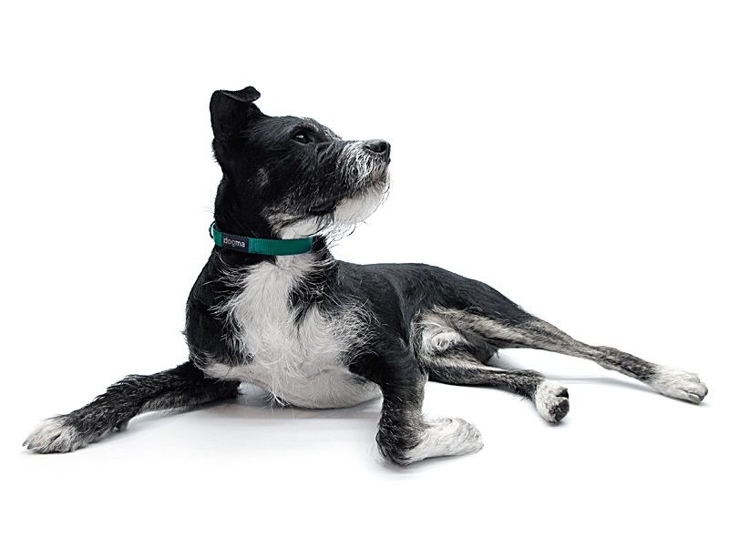 dogma_ray_navy_HB_357ac59361d138