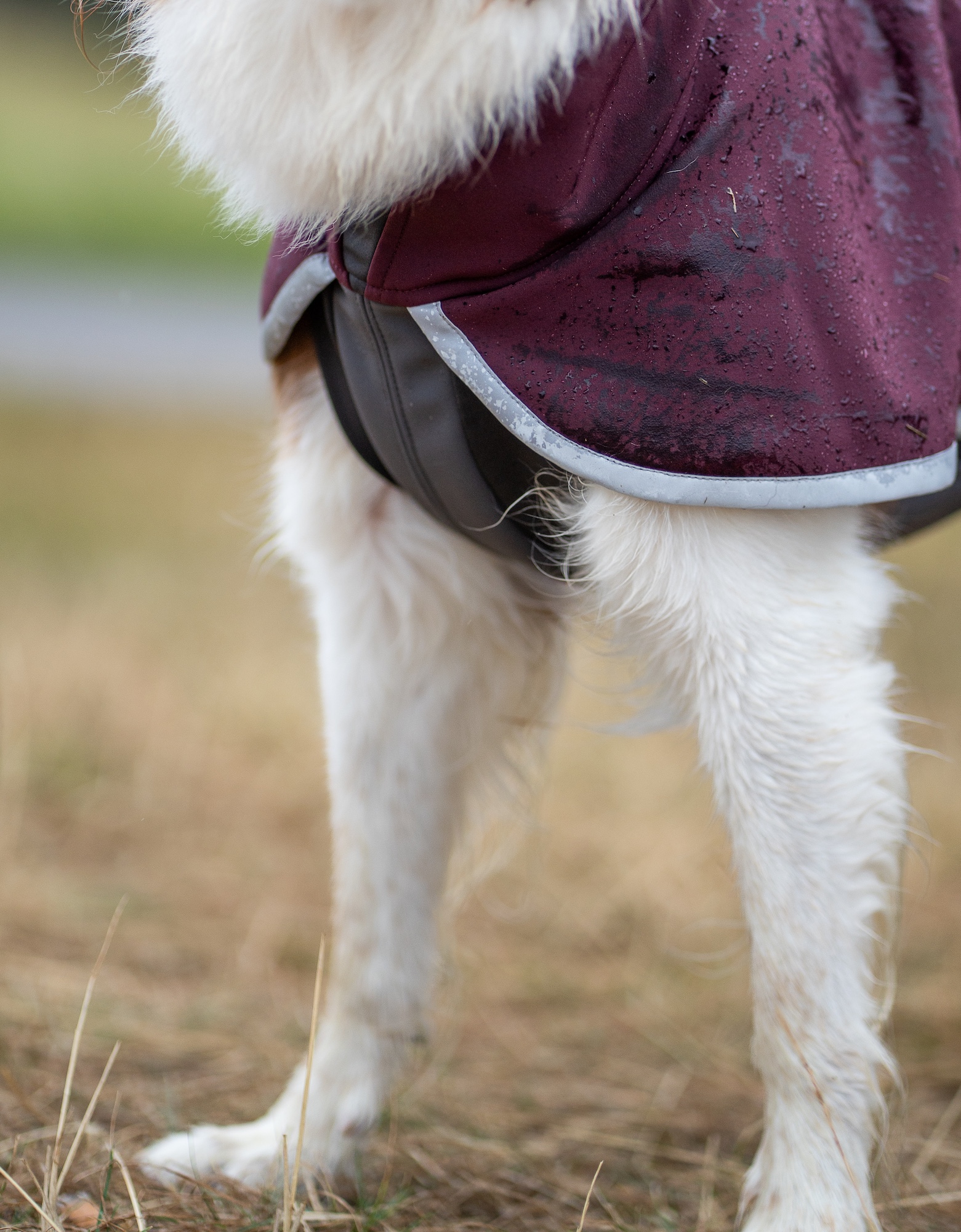Pomppa SporttiPomppa Softshell Hundemantel Maroon