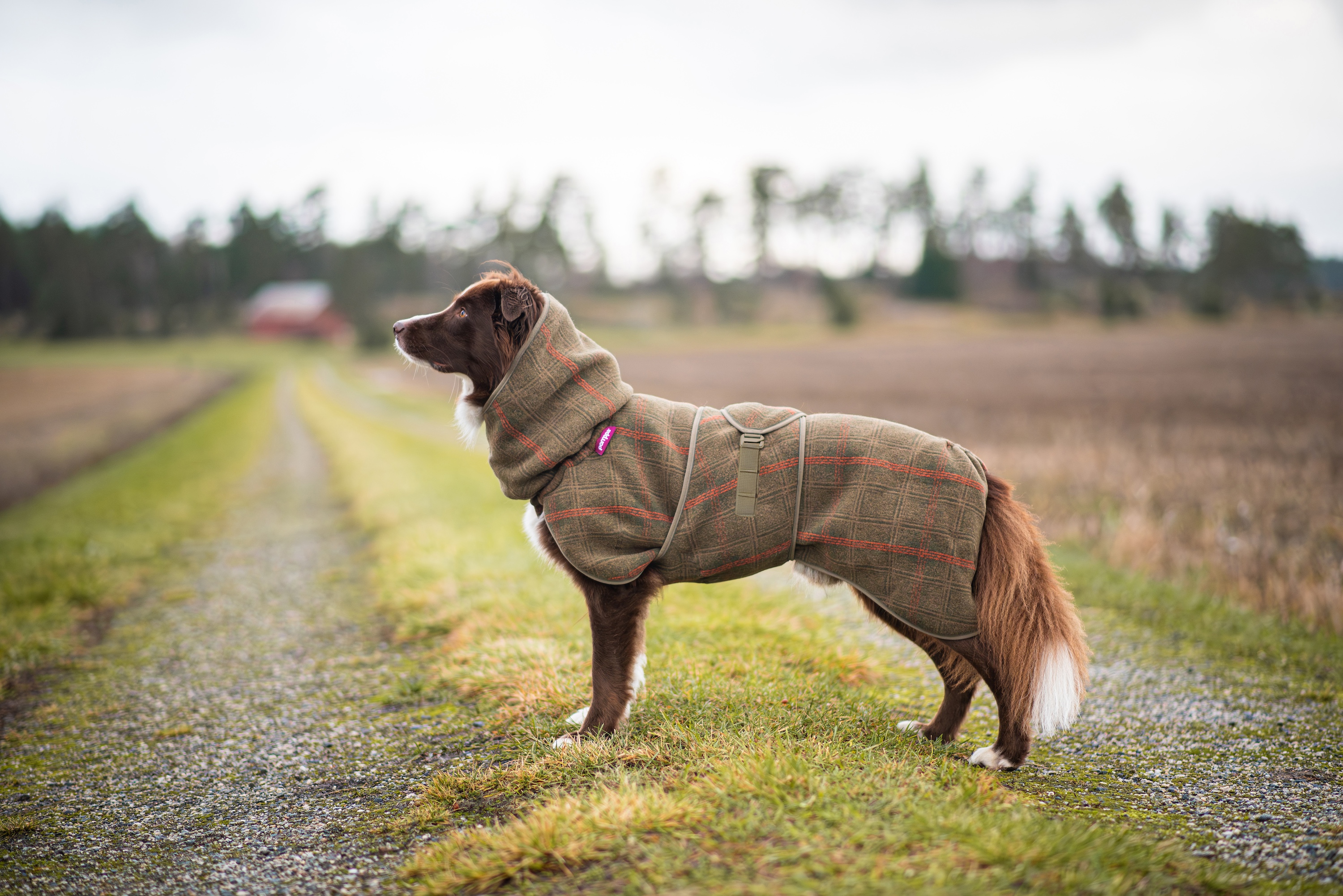 Pomppa WooliePomppa Olive - Wollmantel für Hunde