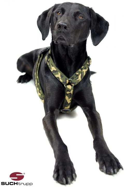 Suchtrupp-Camouflage-Hund