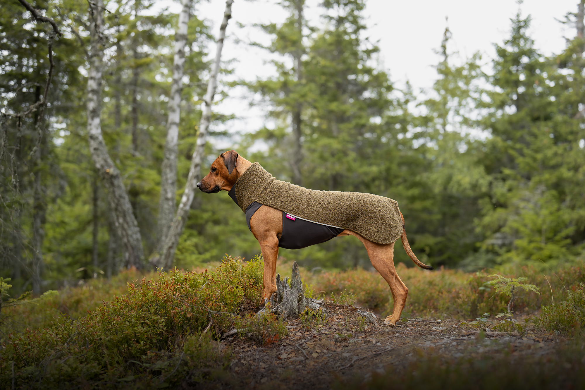 Pomppa PolarPomppa Hundepullover Olive