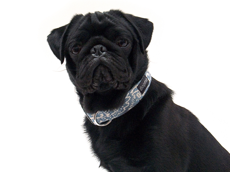 dogma trade Halsband Nordic Blau