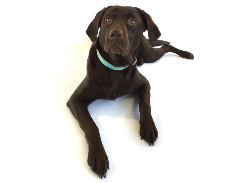 dogma_capri_HB_hund1