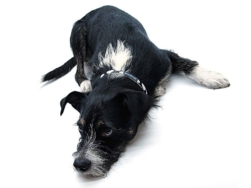 dogma_littledots_hb_hund1536f87b3780be