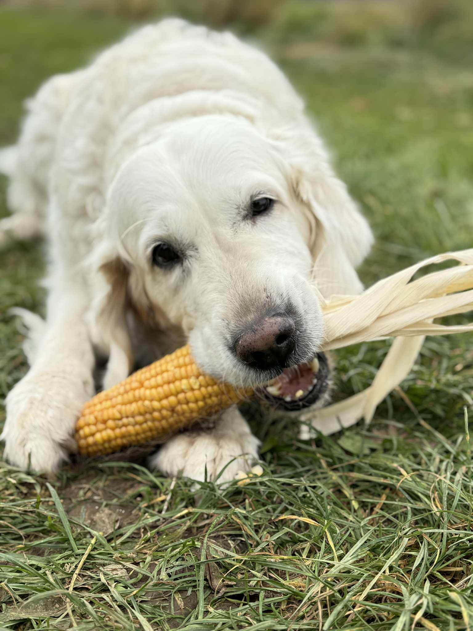Hunde vegetarisch füttern