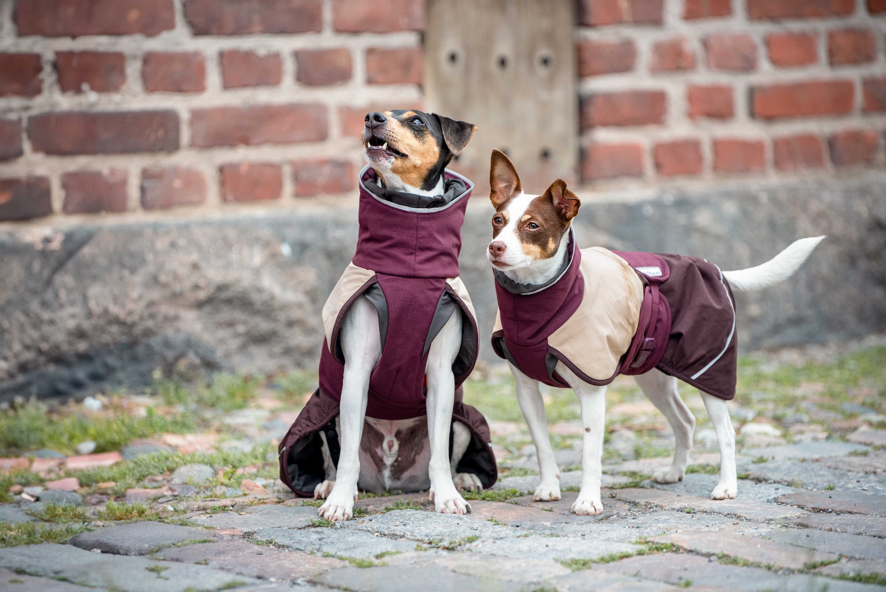 ArcticPomppa Hundewintermantel Maroon