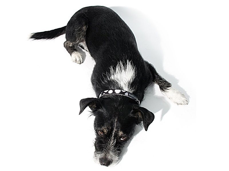 dogma_littledots_hb_hund2536f87b0754cb