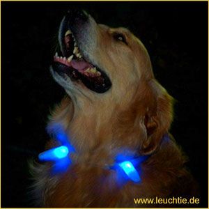 leuchthalsband-leuchtie-fuer-hunde-zapfen-hund