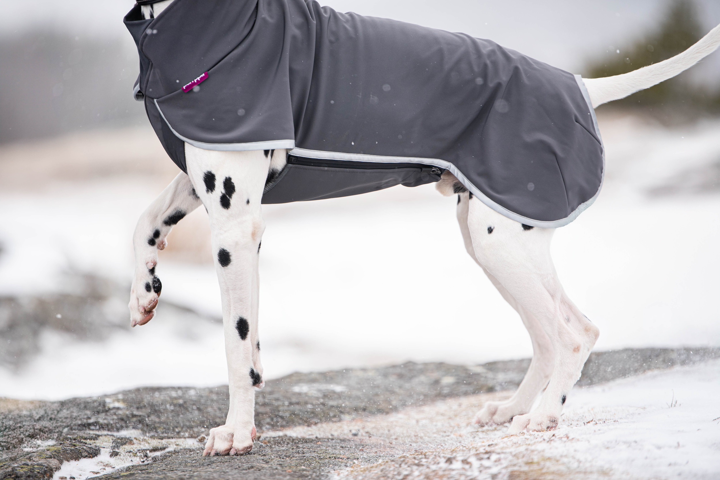Pomppa SporttiPomppa Softshell Hundemantel Graphite