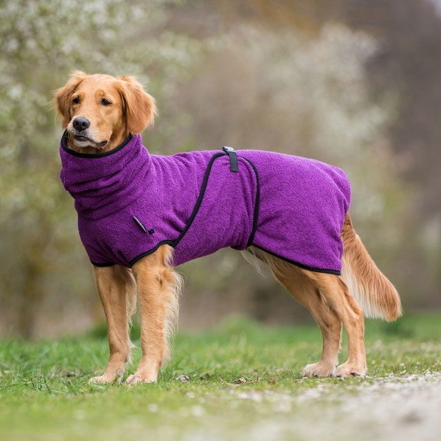 Dryup Cape Bilberry  Dryup Cape Bilberry