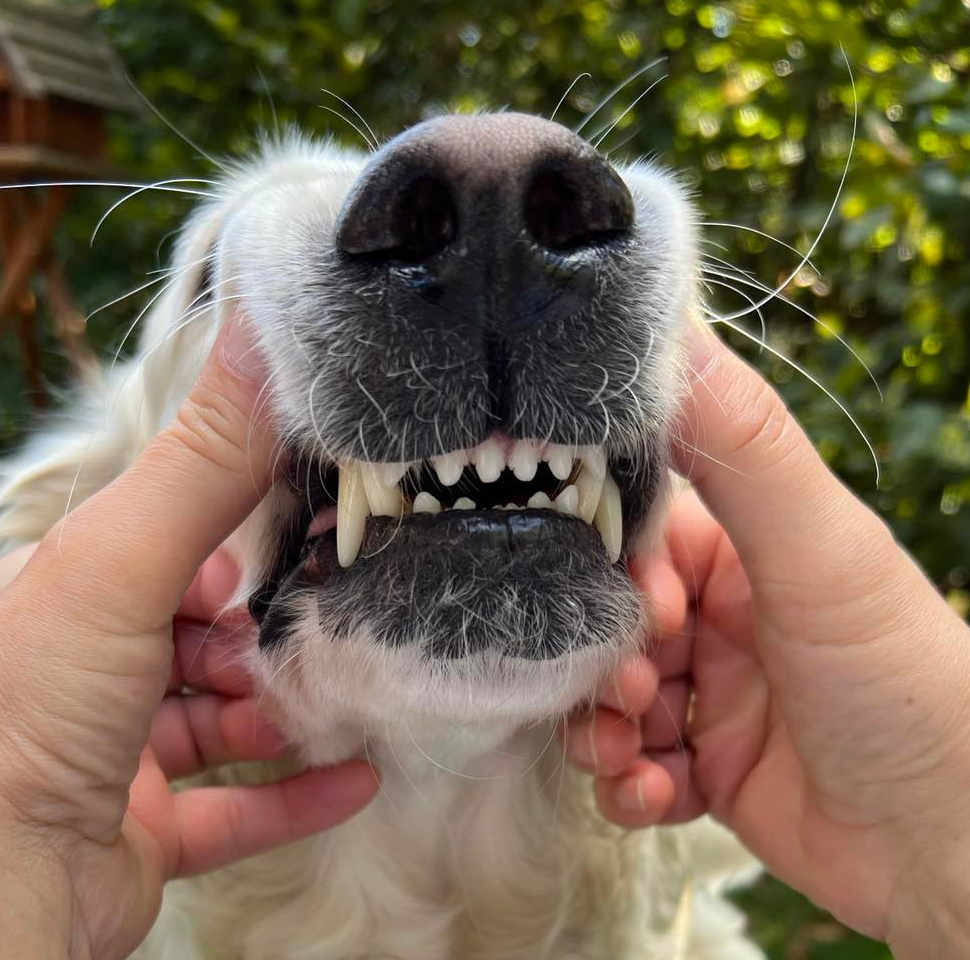 BlogArtikel-Bild-Lissy-Z-hne Das Gebiss des Hundes