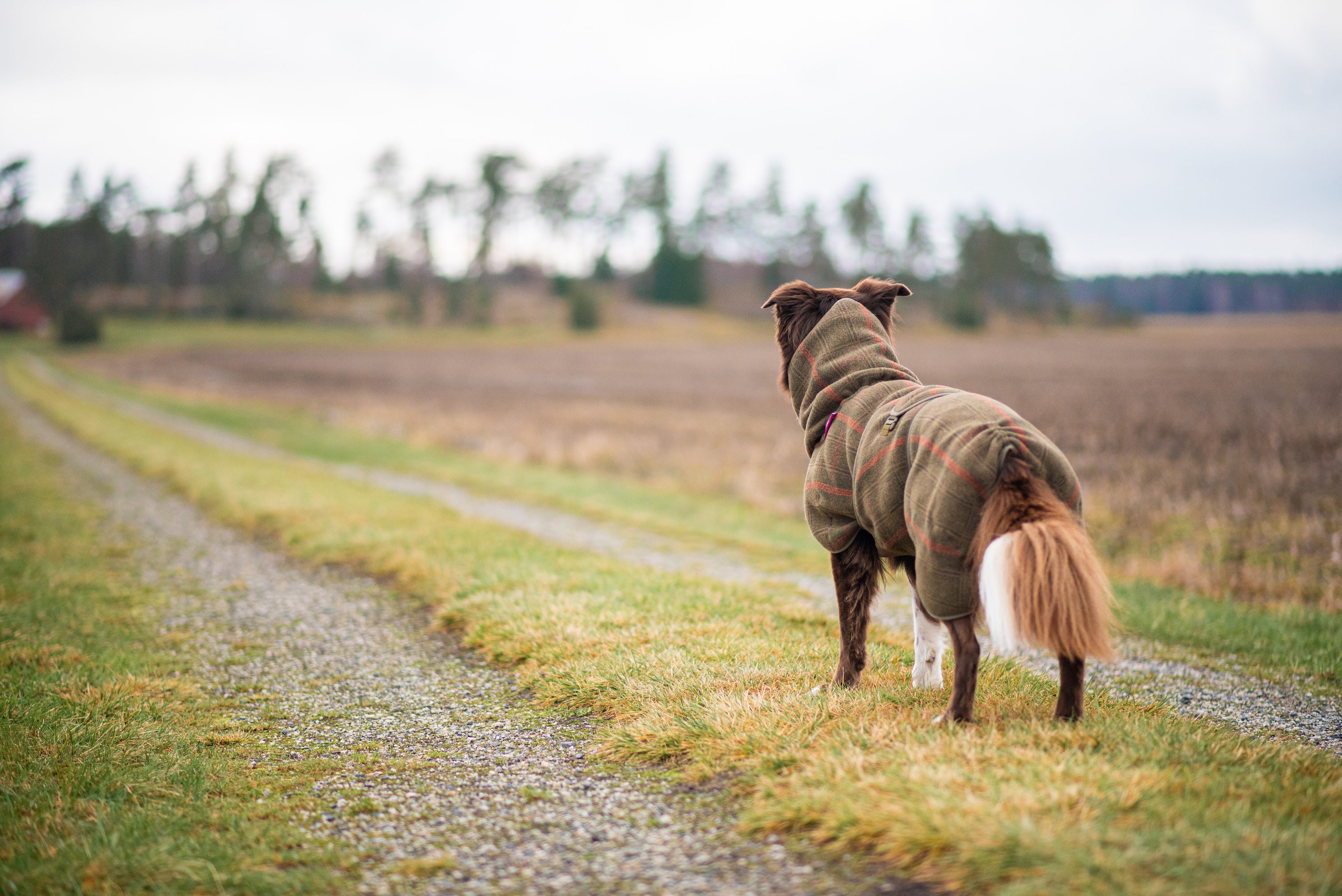 Pomppa WooliePomppa Olive - Wollmantel für Hunde