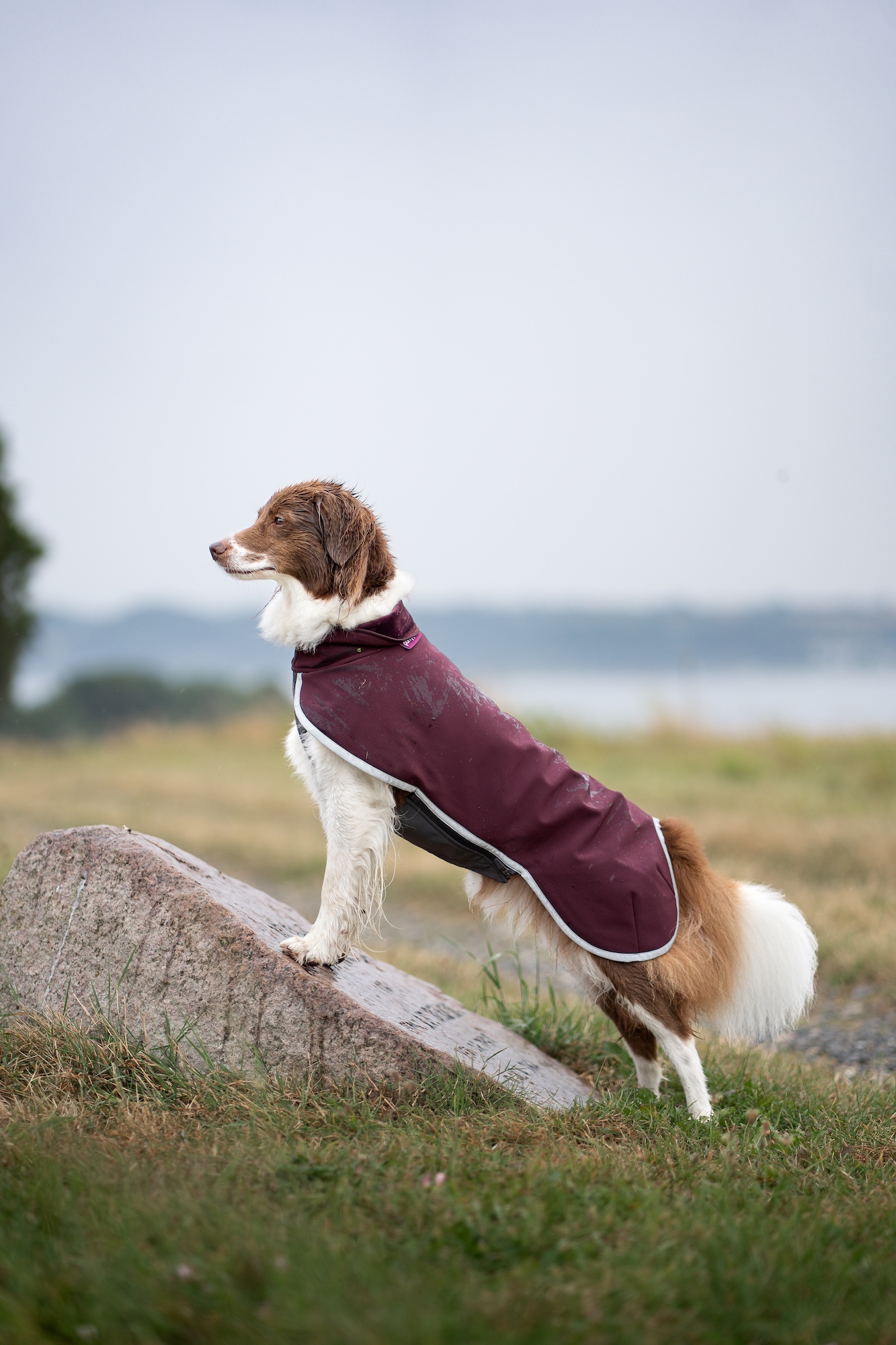 Pomppa SporttiPomppa Softshell Hundemantel Maroon