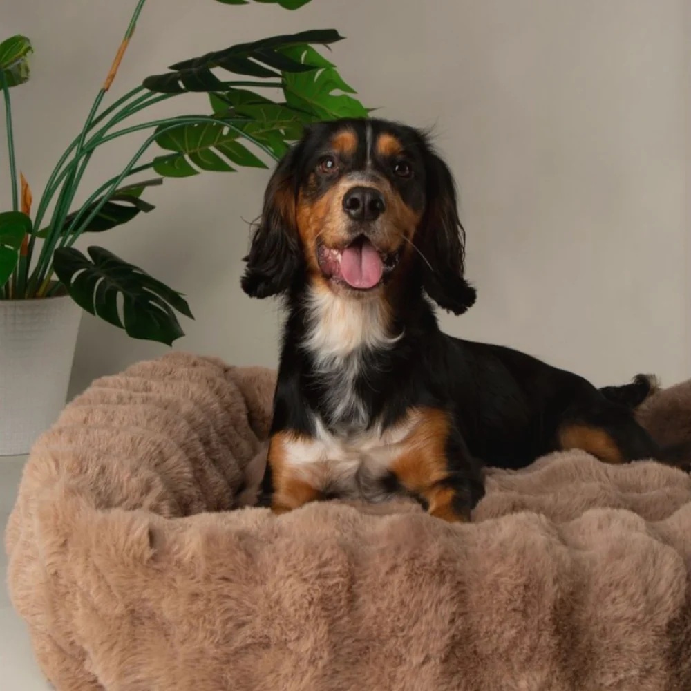 Scruffs Alpine Box Hundebett  XXL (110 x 75 cm)