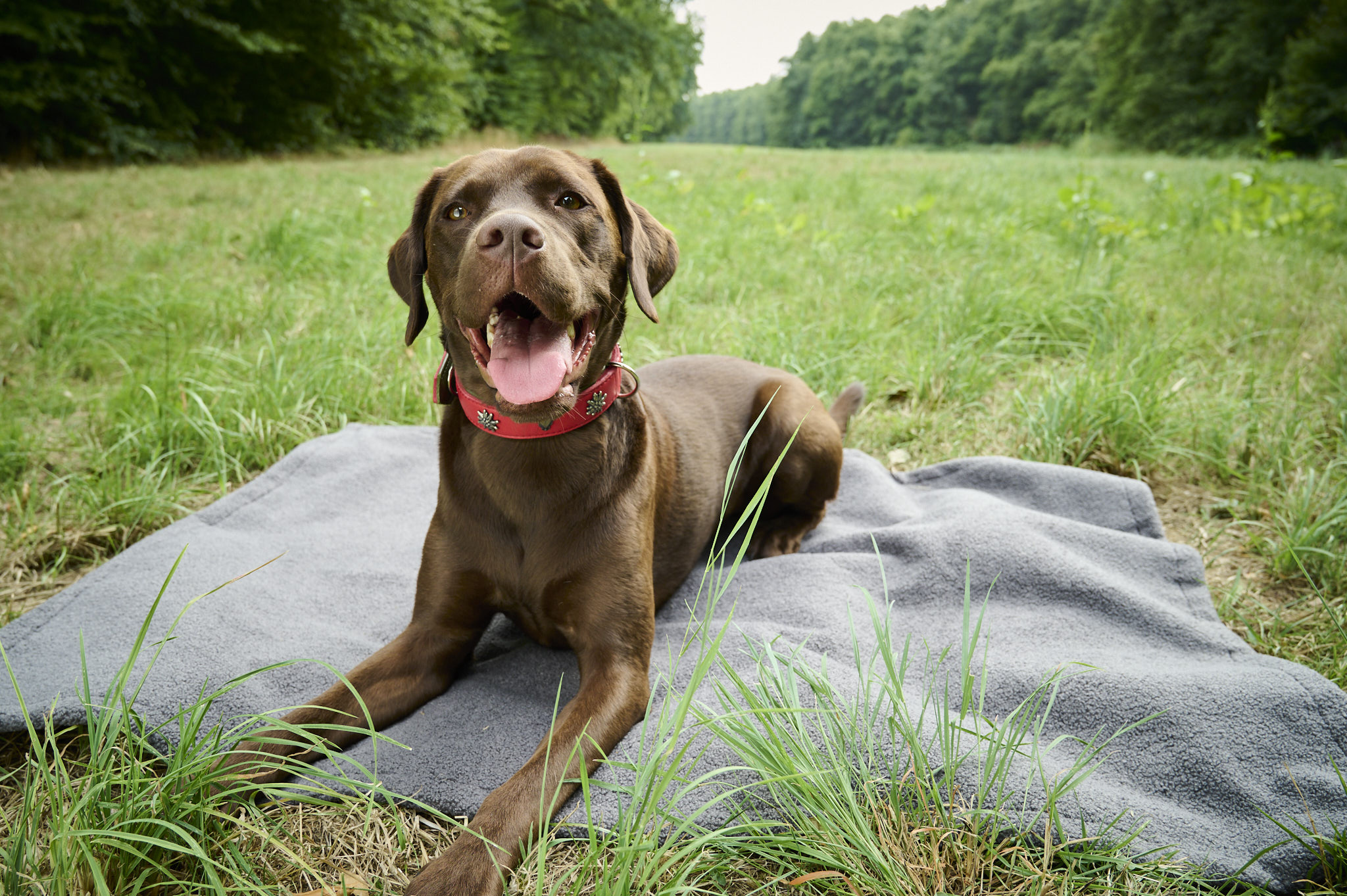 LABONI_08_2022_Labrador_outdoor_016 LABONI Hundedecke Teddy Grau